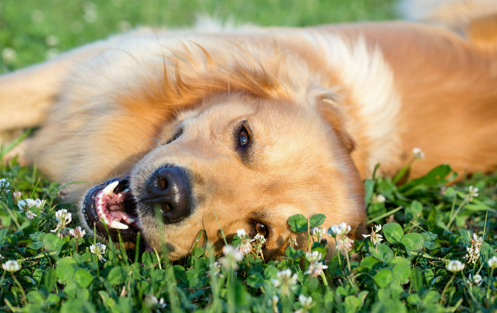 happy dog laying in grass