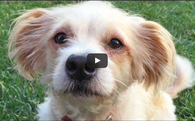 How Dogs See The World (Video)