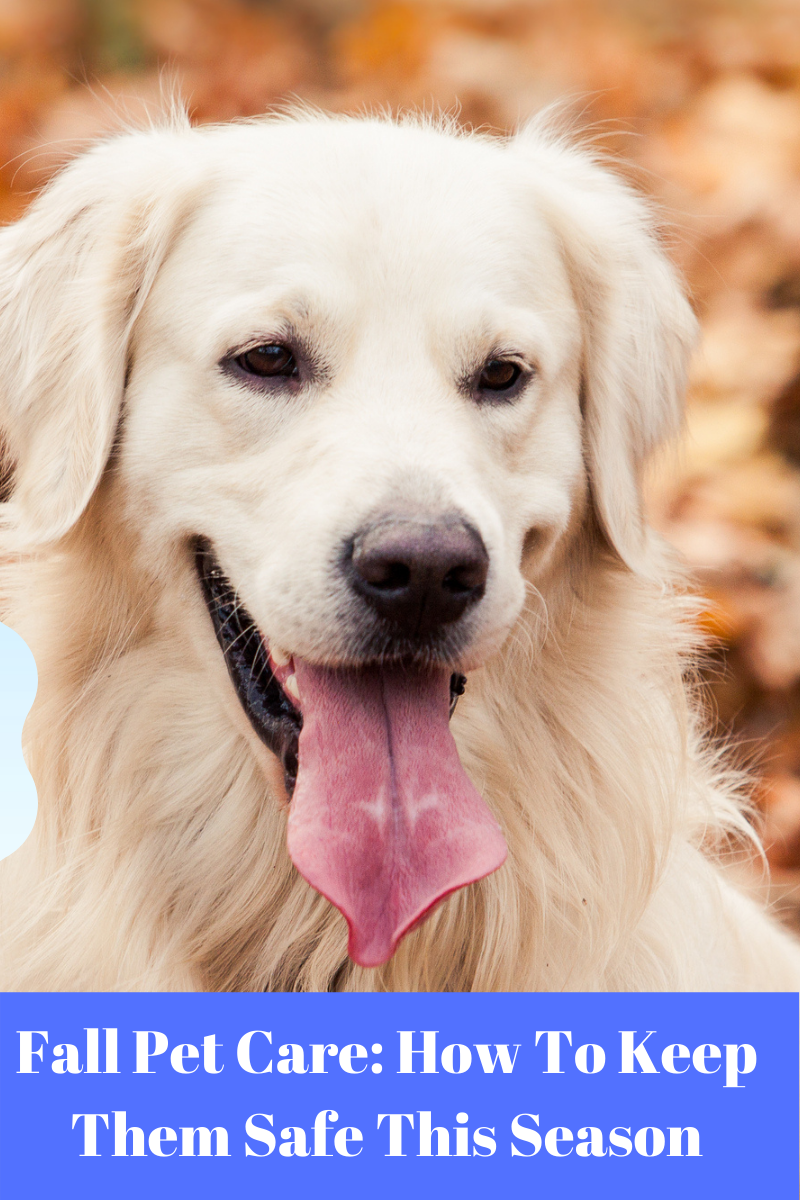 fall pet care blog graphic featuring golden retriever sitting in field of orange leaves