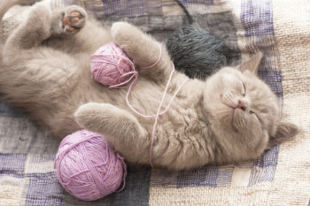 Cat Naps: Take a Healthy Cue from your Cat!
