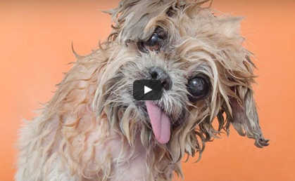 Wet Dogs Show Their Cuteness (Video)