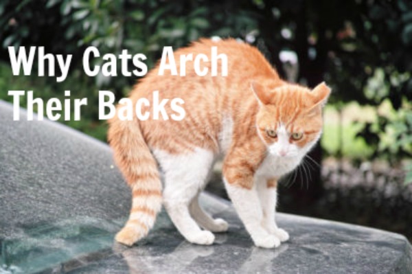 Why Cats Arch Their Backs