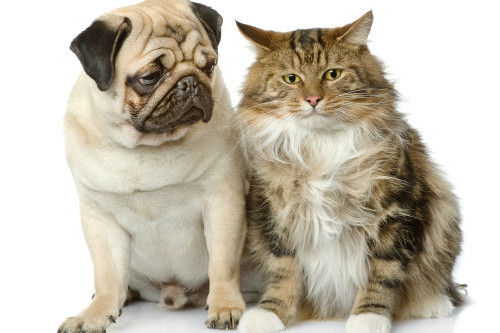 Pet Sitting - dog and cat