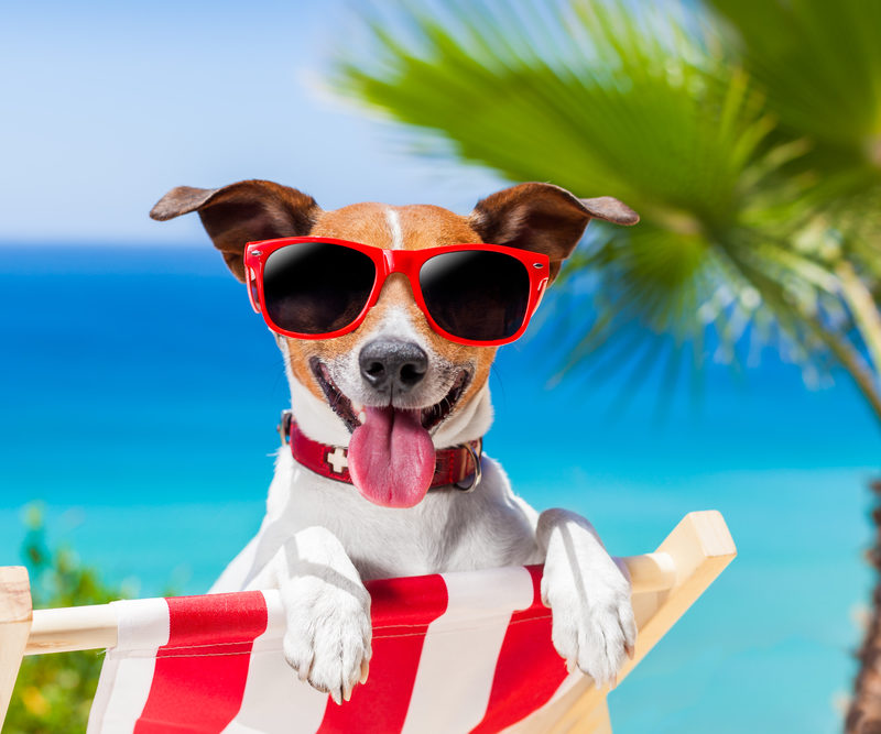 Summer Dog Safety: Make Sure Your Dog is a Puddle Jumper!