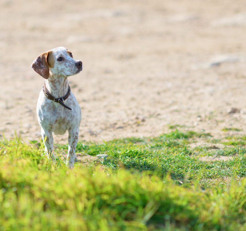 5 Things To Do When Encountering Loose Dog