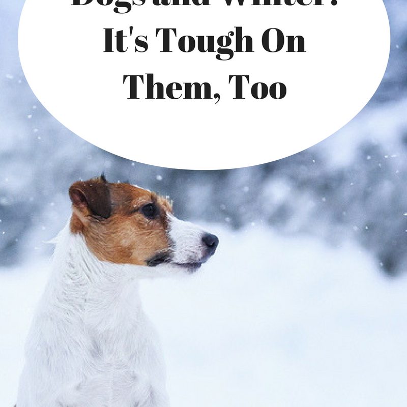 Dogs and Winter: It’s Tough On Them, Too