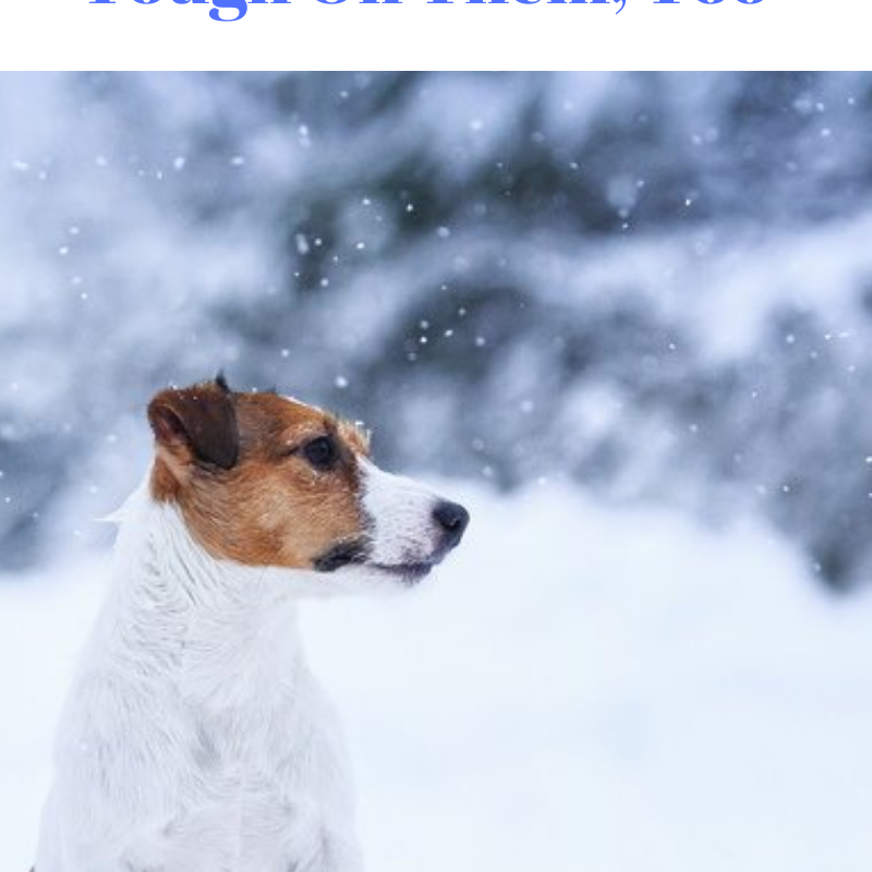 Dogs and Winter: It’s Tough On Them, Too