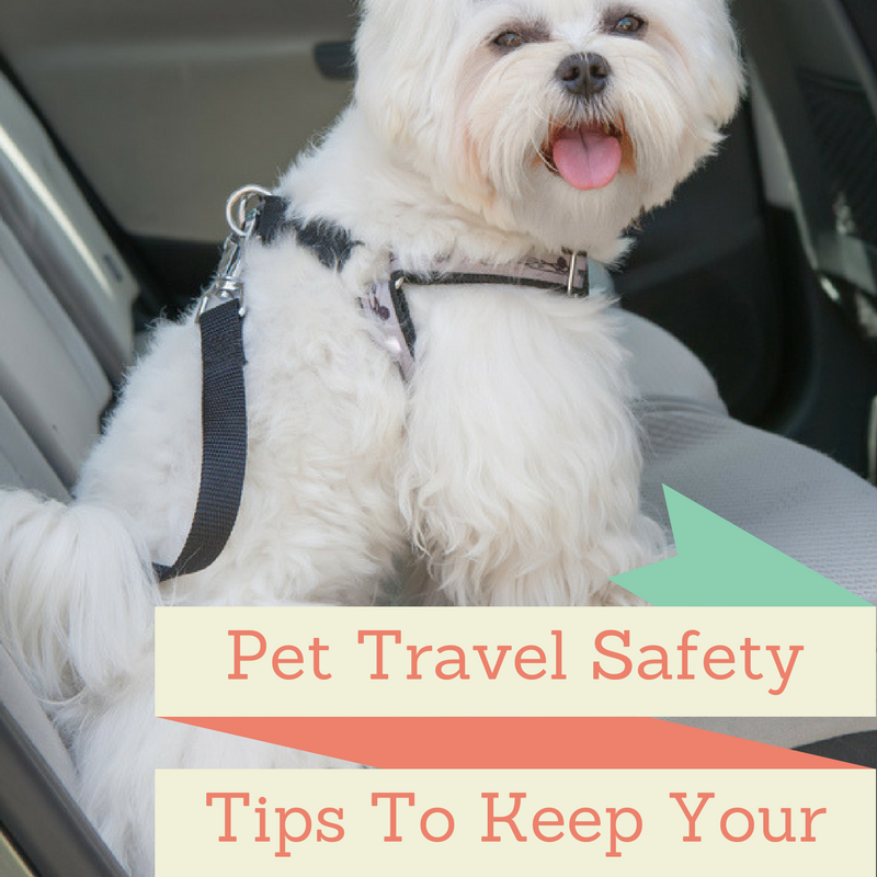 Pet Travel Safety: Make Sure Your Pet Buckles Up