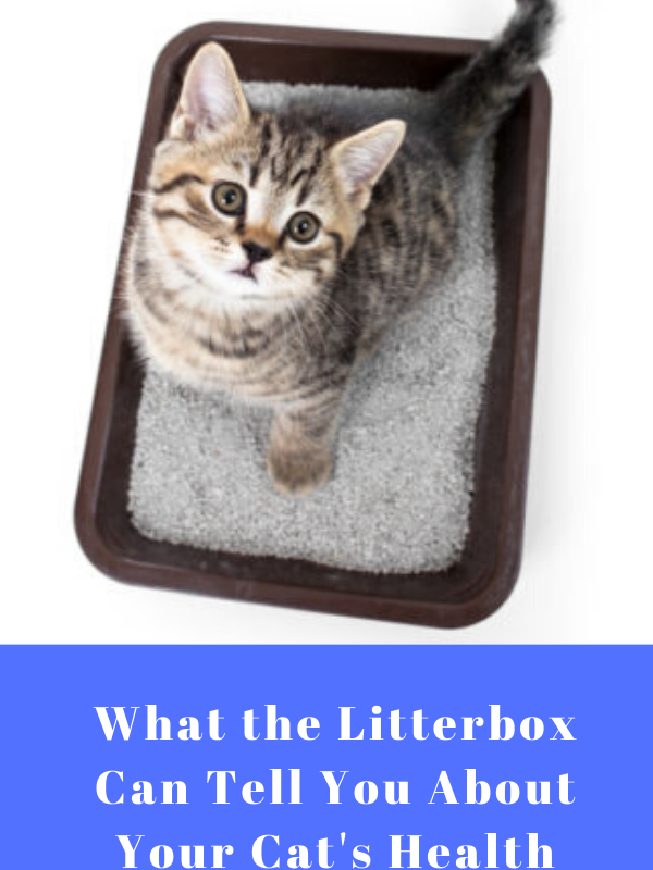 What the Litterbox Can Tell You About Your Cat’s Health