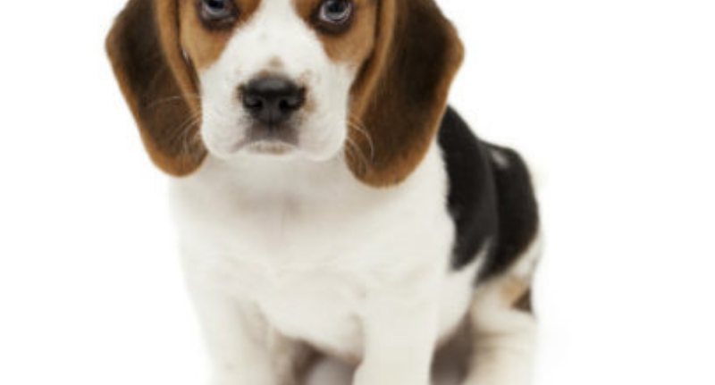 Puppy Training Mistakes To Avoid: Set Him Up For Success