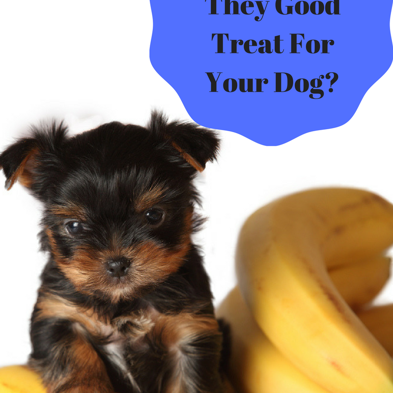 Bananas: Healthy Dog Treat?