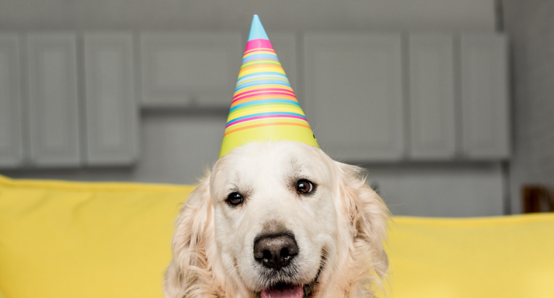 Dog Birthday Party: Something To Take The Cake!