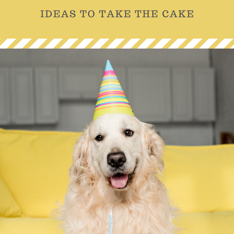 Dog Birthday Party: Something To Take The Cake!