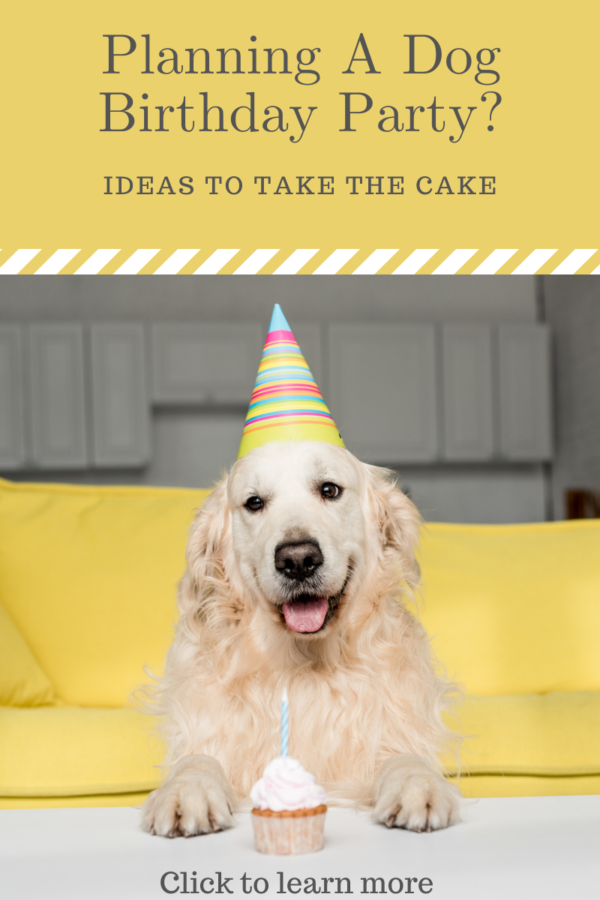 Dog birthday party blog graphic with golden retriever setting at coffee table with party hat and birthday cupcake on yellow background