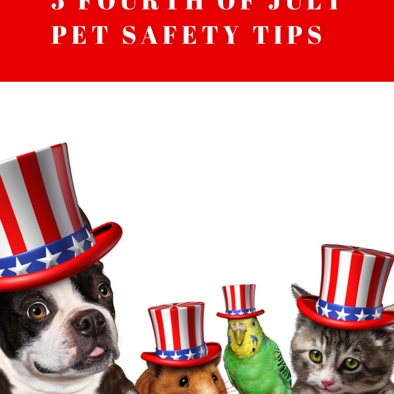 Fourth of July Pet Safety: Fun Day For Us, Scary For Pets