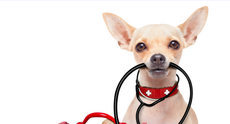 Do You Have Pet First Aid Kit For Your Dog?