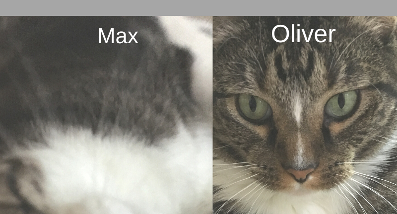 Adventures In Pet Sitting: My Craziest Week Ever!
