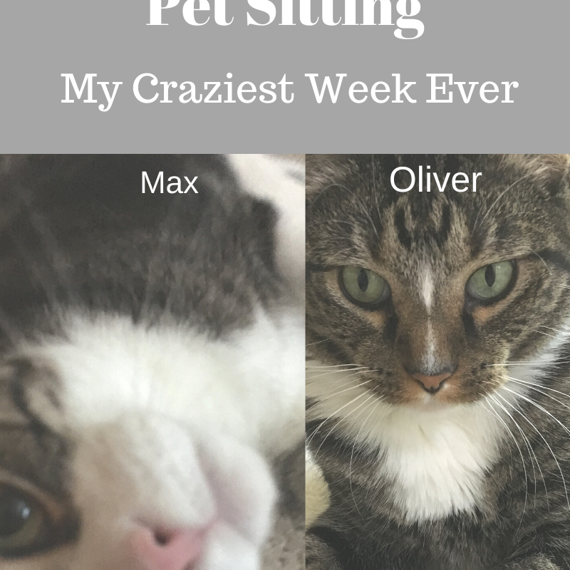 Adventures In Pet Sitting: My Craziest Week Ever!