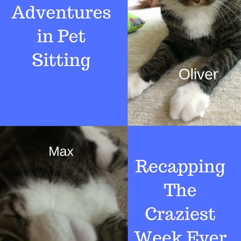 Adventures In Pet Sitting: Just Finished My Craziest Week Ever!