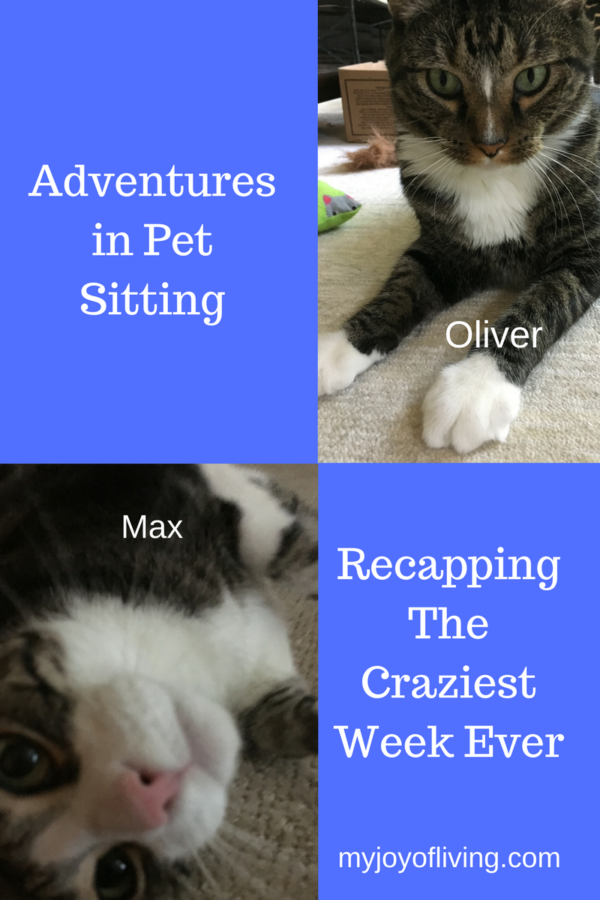 pet sitting