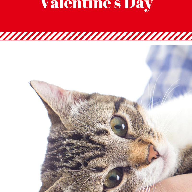 6 Ways to Show Your Cat You Love Him This Valentine’s Day!