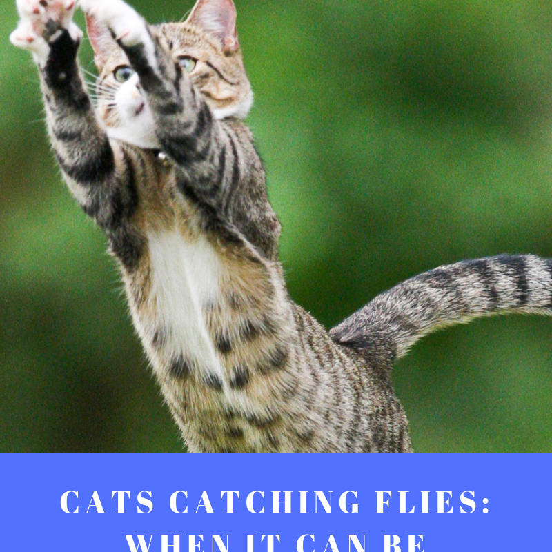 Cats Catching Flies:  Is Your Cat A Fly Guy?