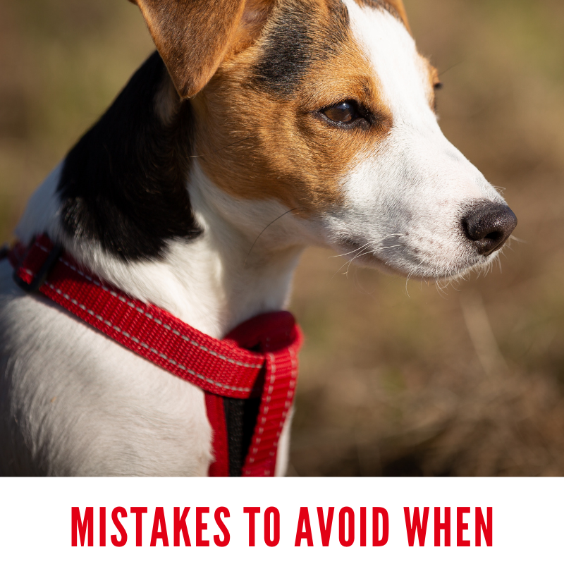 5 Mistakes To Avoid When Walking Your Dog