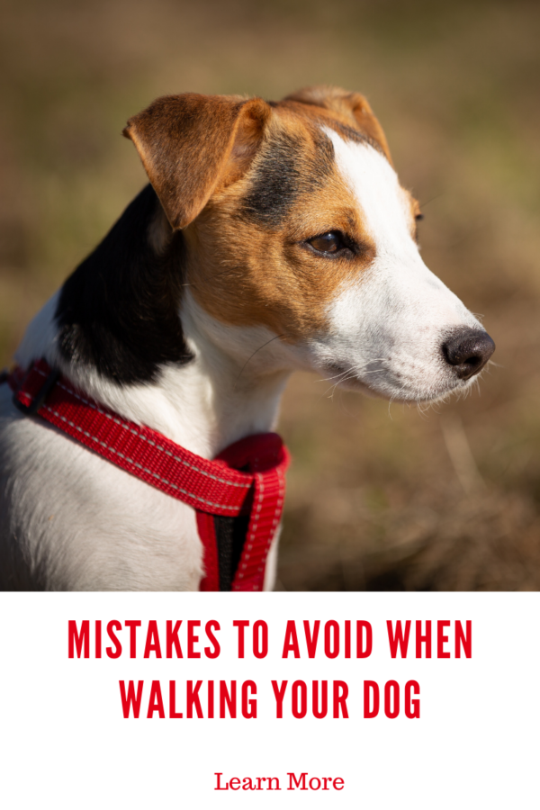 Jack Russell terrier wearing red harness to show mistakes to avoid when walking your dog