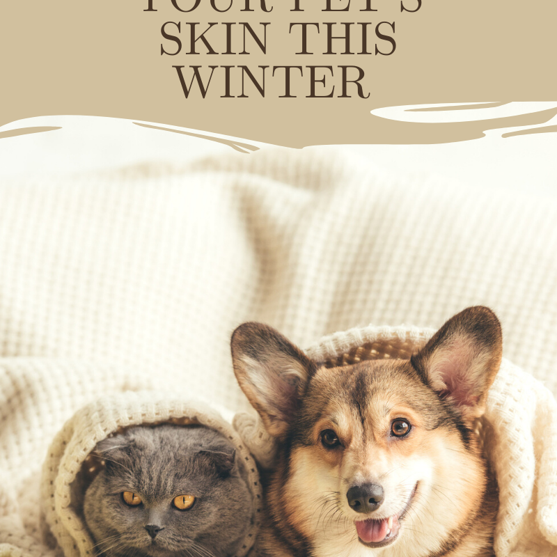 Pet Winter Skin Care: 8 Tips To Protect Them From Cold