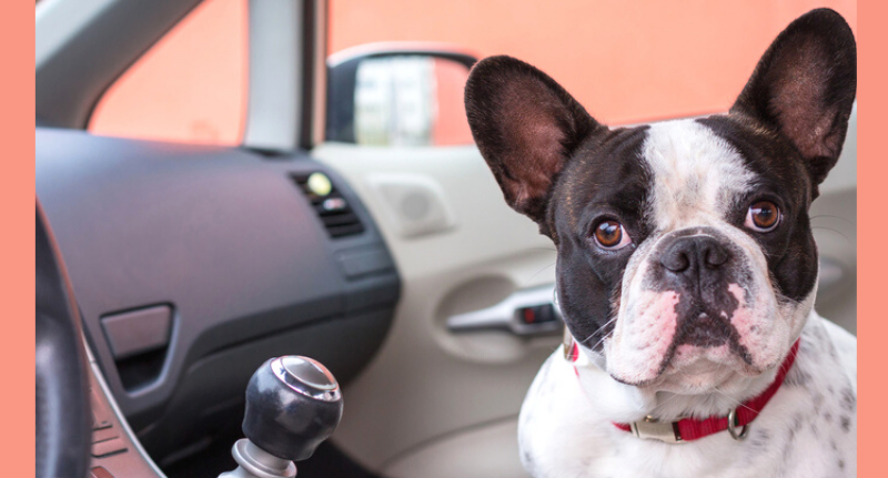 Dog Anxious On Car Rides? 5 Ways To Ease His Anxiety