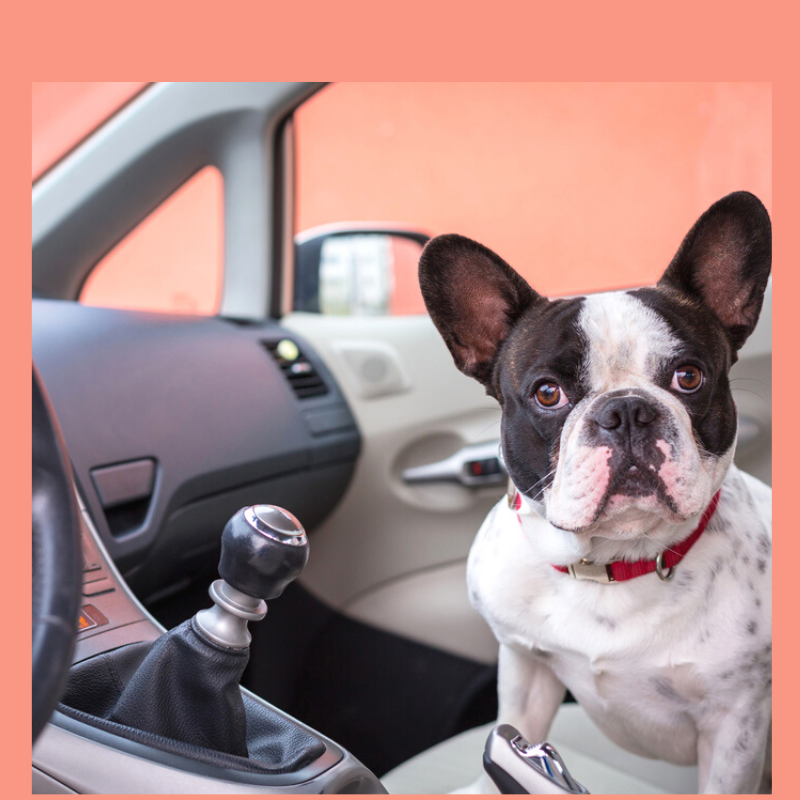 Dog Anxious On Car Rides? 5 Ways To Ease His Anxiety