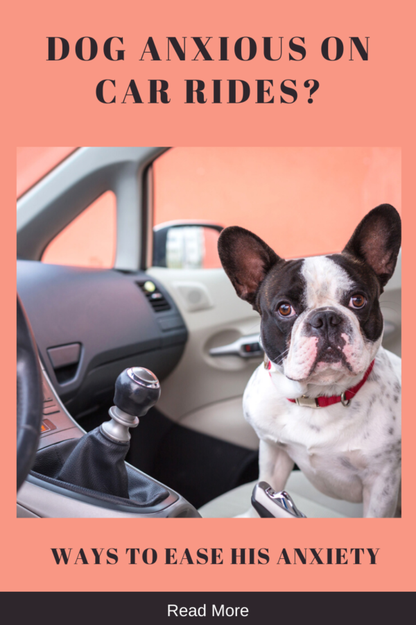 French bulldog showing dog anxiety on car ride