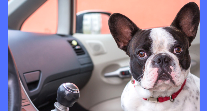 Dog Anxious On Car Rides? 5 Steps To Ease His Anxiety