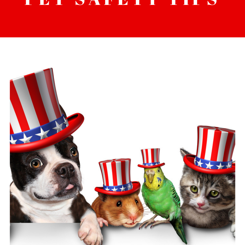Fourth of July Pet Safety: Fun Day For Us, Scary For Pets
