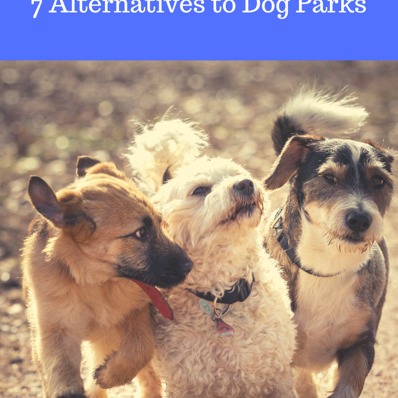 Ways To Socialize Your Dog: 7 Alternatives to Dog Parks