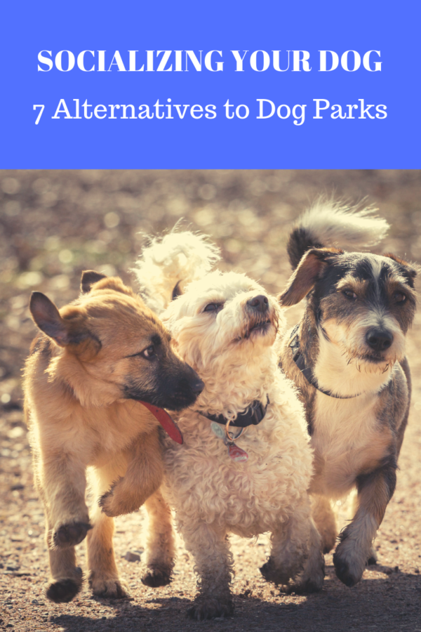 ways to socialize your dog