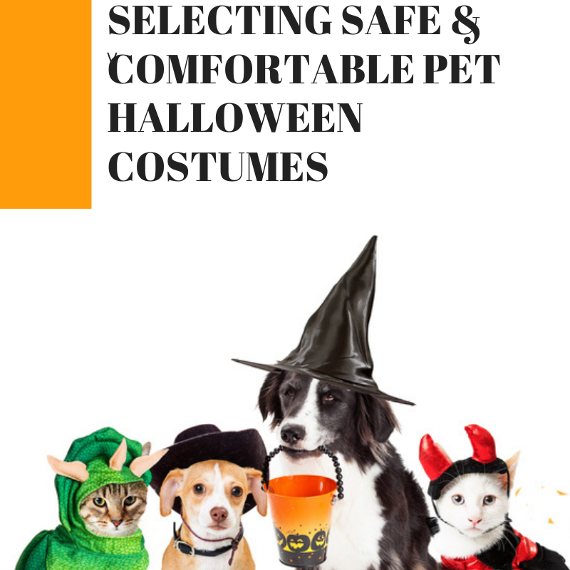 Pet Halloween Costumes: Select Ones Safe and Comfortable