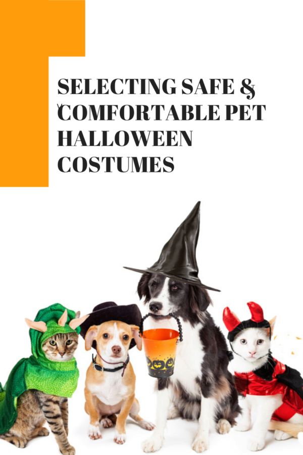 Two dogs and two cats dressed in pet halloween costumes on white background