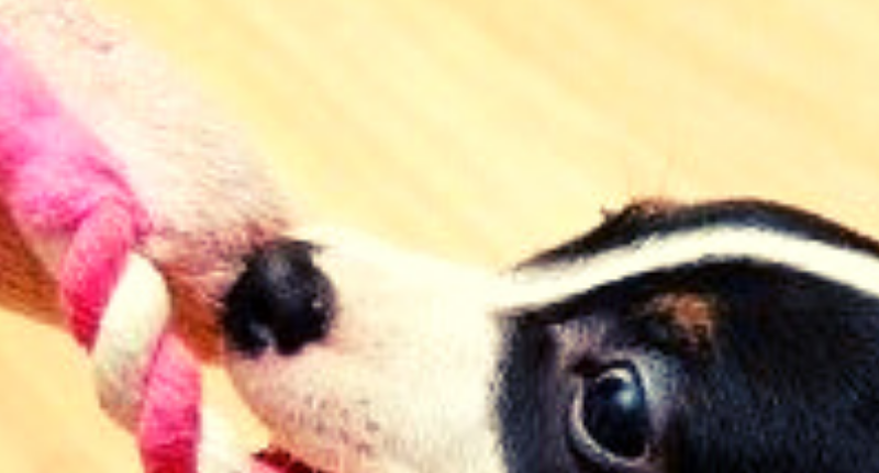 Playing With Your Dog: Fun Games To Fight Boredom