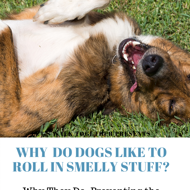 Dogs Roll In Smelly Stuff: Why Do They Do It?