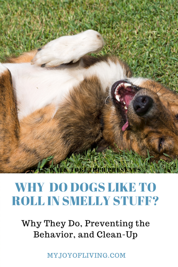 dogs roll in smelly stuff blog graphic
