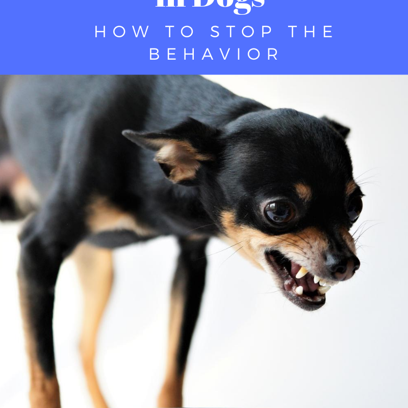 Resource Guarding in Dogs: How to Stop the Behavior