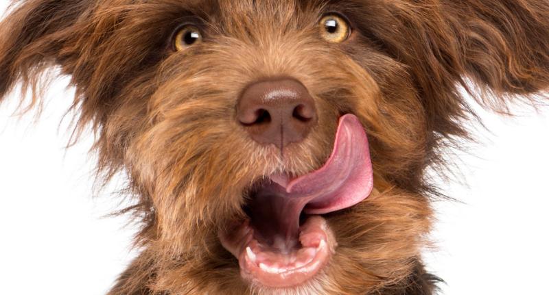 Peanut Butter: It’s Ok For Dogs, But Feed In Moderation