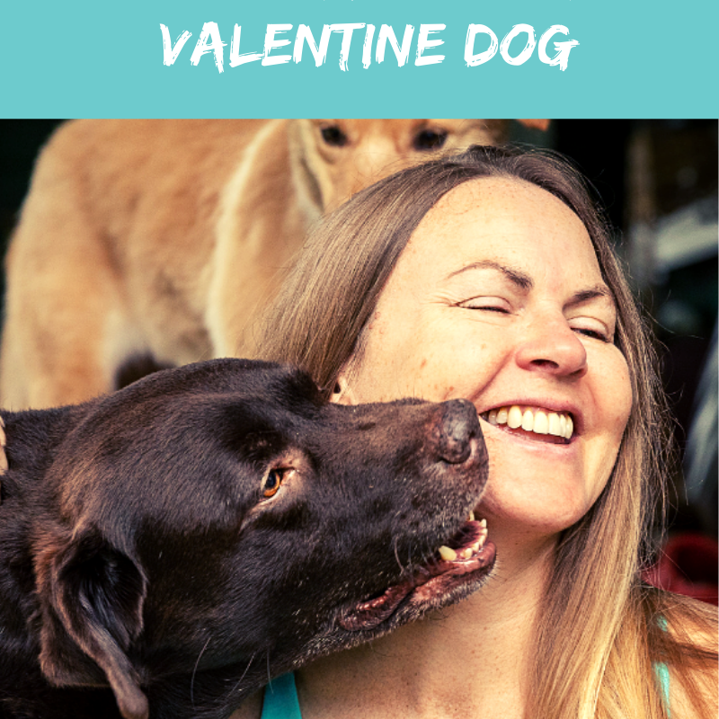 Single Dog Mom? Time to Celebrate Your Valentine Dog!