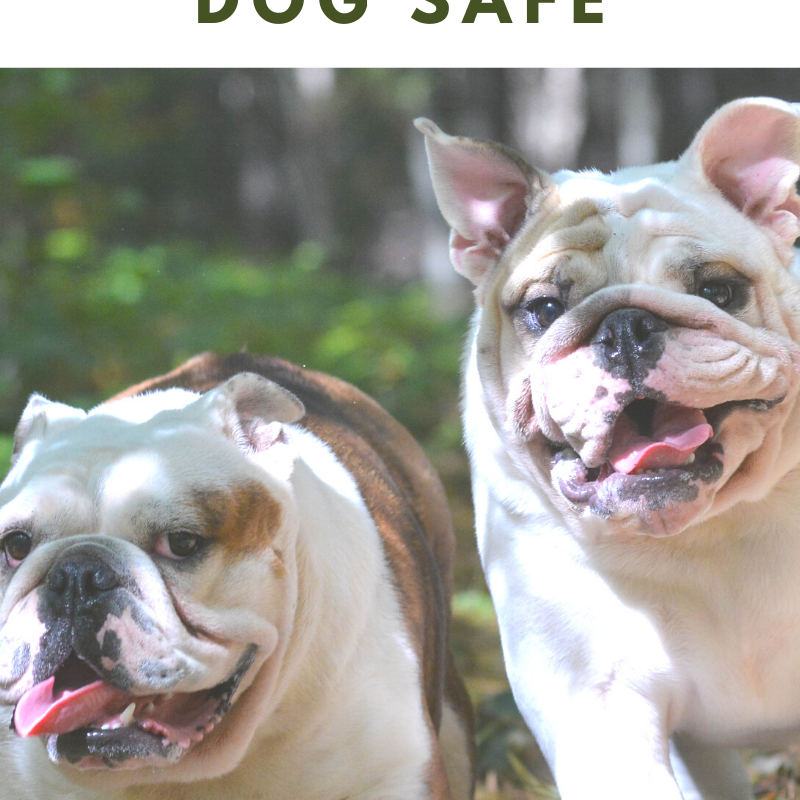 Dog Parks: How To Keep Your Dog Safe