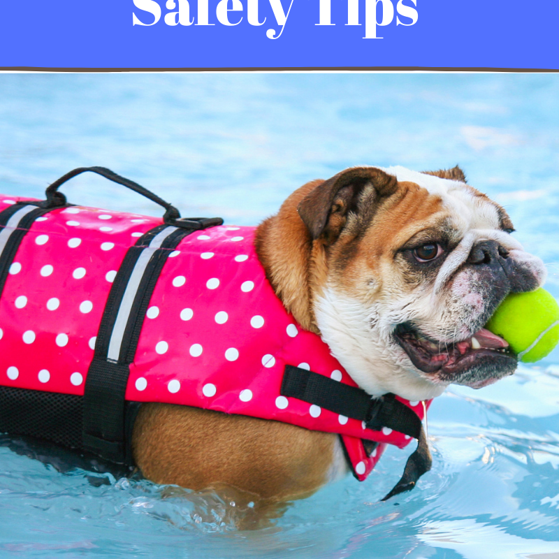 Dog Water Safety: Tips to Keep Them Safe